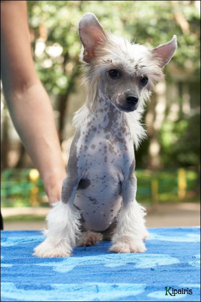 Apriori Vip Terra Incognita