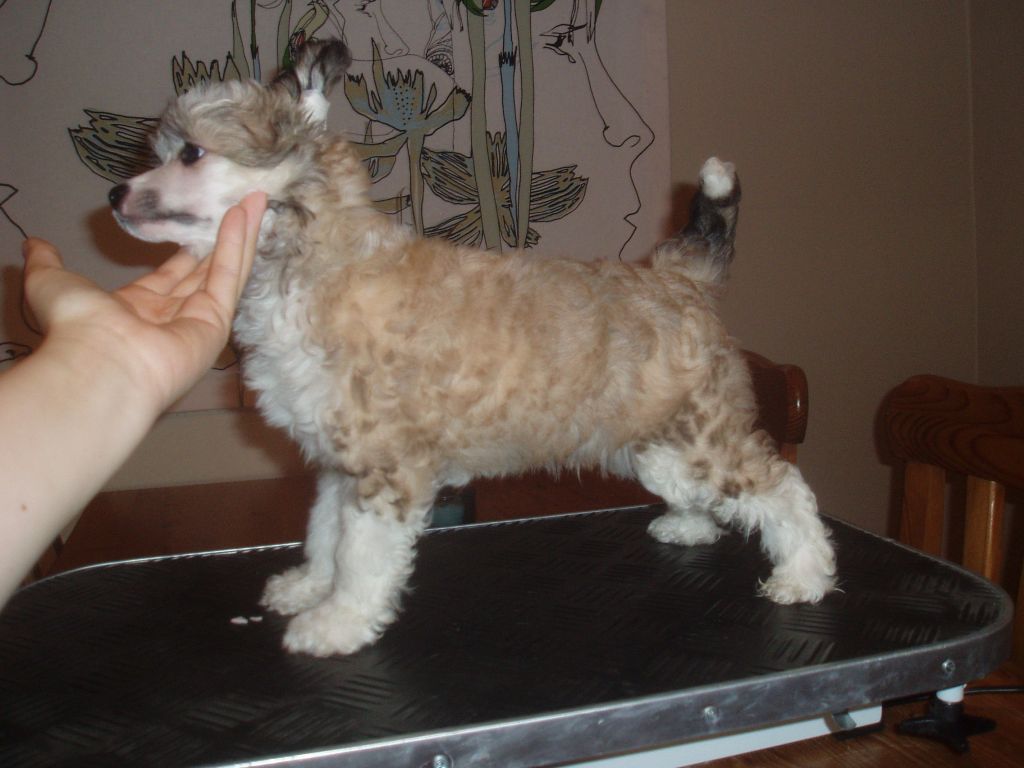 Cosplay's Don Kanonji