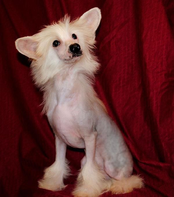 Bel Figlio Del Sole Dom Risorto