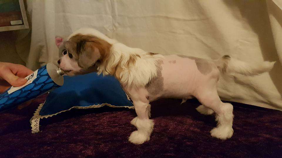 Angelcrest Bruno Banani