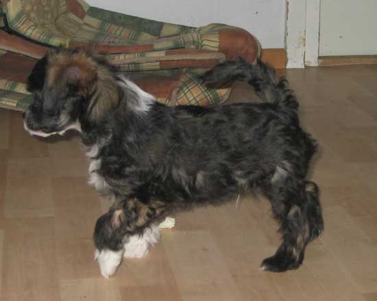 Stormblåstens Nexus Polaris