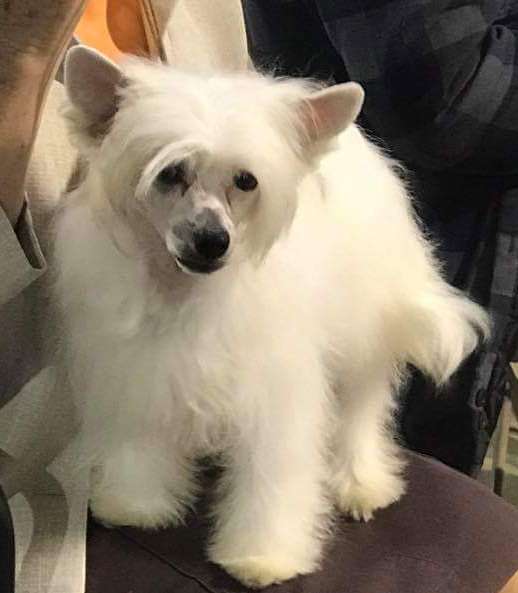 Naturale Sunlit Dazzle N Puff At Kia