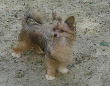 Guest Star Top Model de Rama