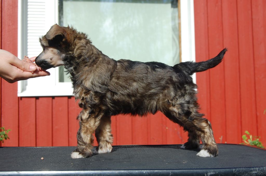 Pinky Twinky Suklaamuna