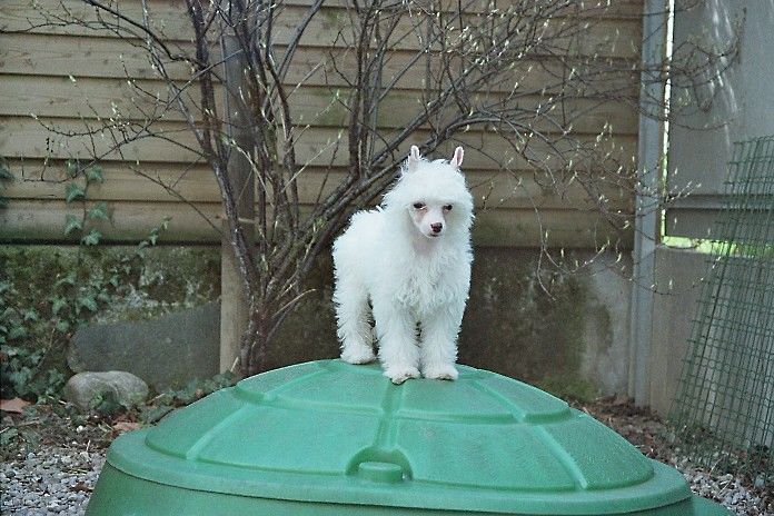 Zinderella Fantasy Island