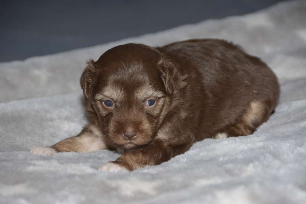 Caribbean Criollo Vanilla Sky