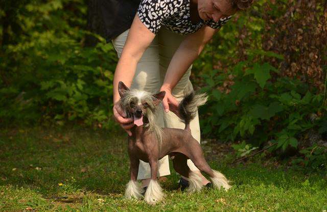 Golden Diamond Cresteds Vinston