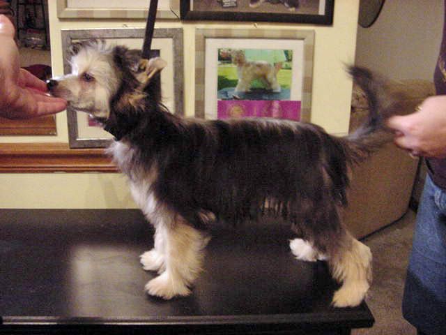 Sakkarra Black and Tantilizing