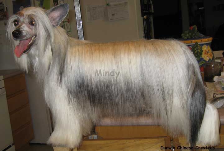 Dunwin A Midnight Clear