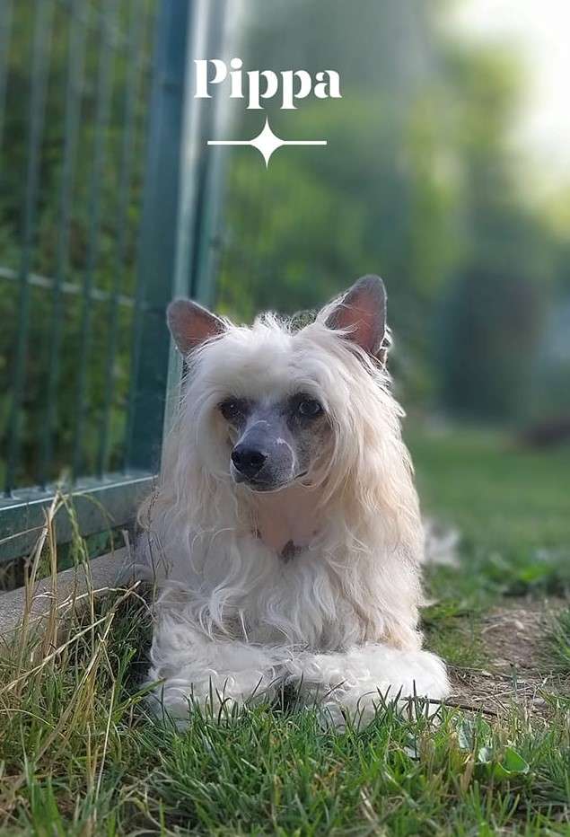 Fevy's Peaches and Pearls