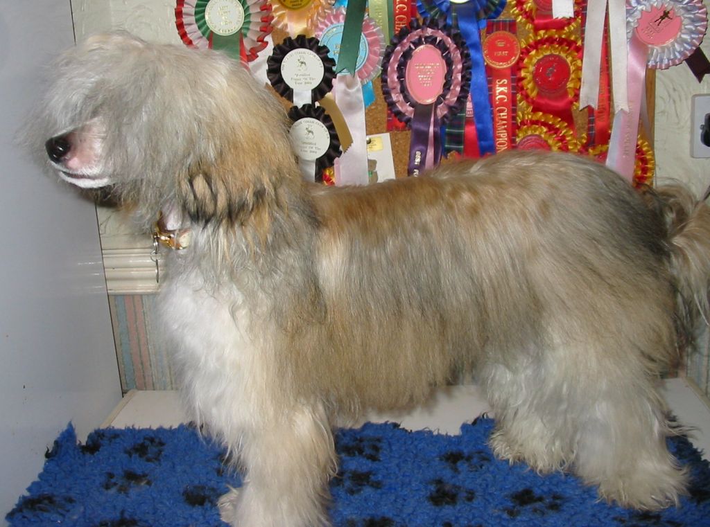 Tamarsh Dare To Dream at Dazlerock