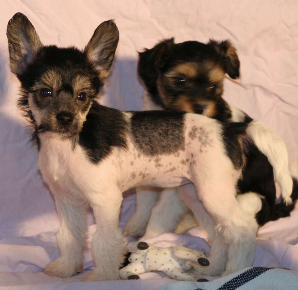 Shi Huangdis Tia Dalma