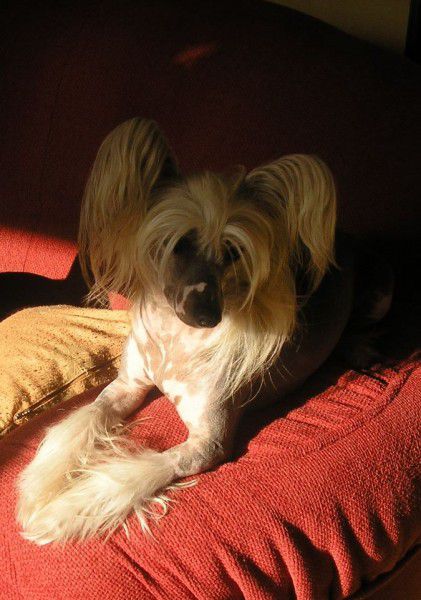 Ayashee Plysovy pritel