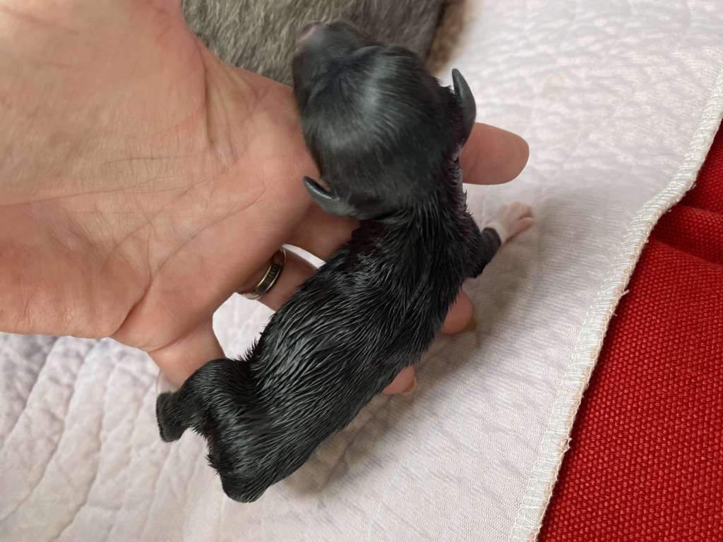 Kameleondogs kennel Yoshi