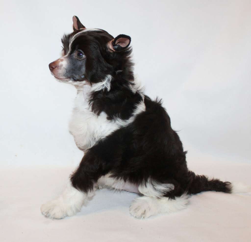 Charuyuschiy Soblazn Yuvestus