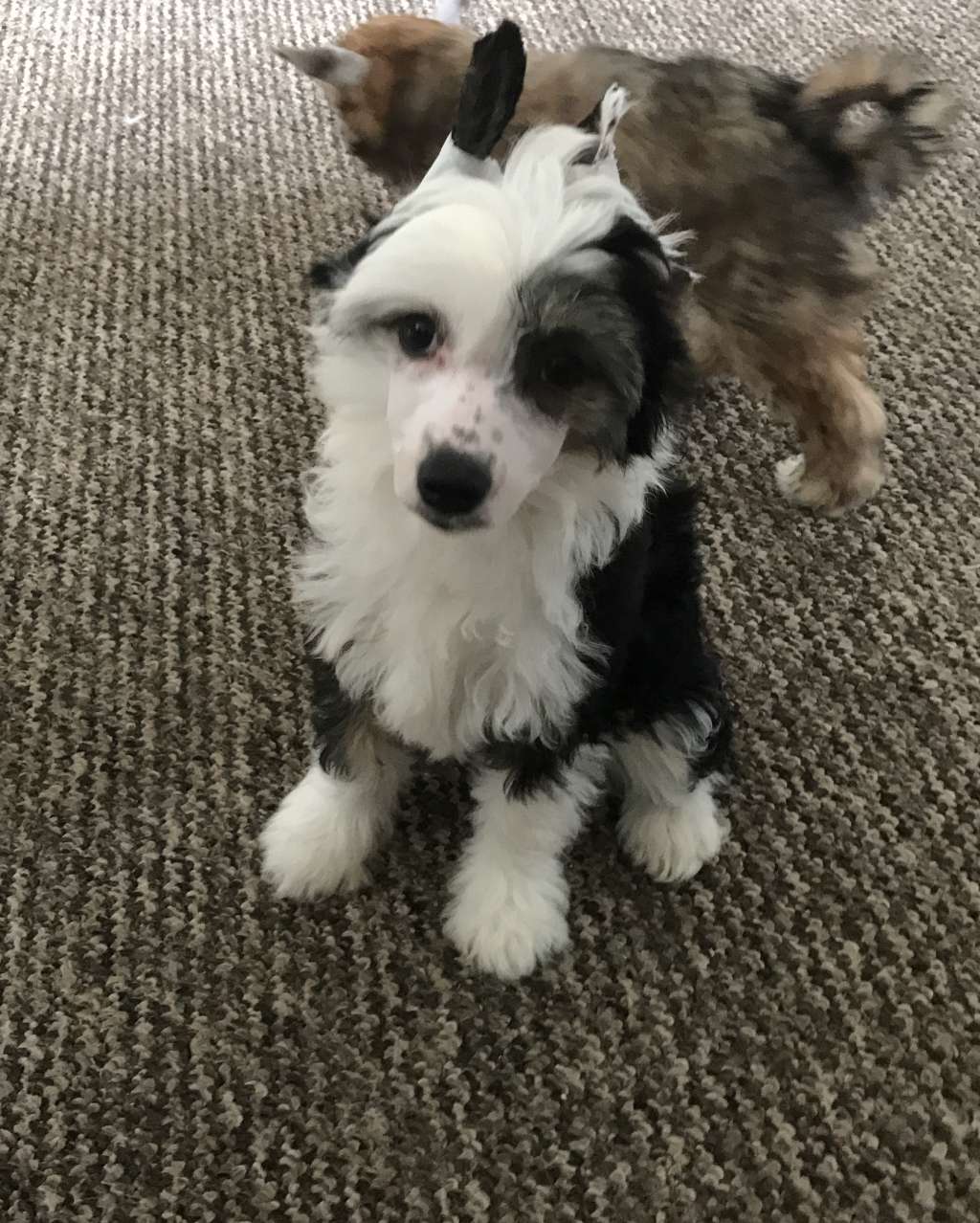 Marblepearl Merci Bien