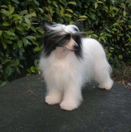 Volshebnaja Loshadka Voland