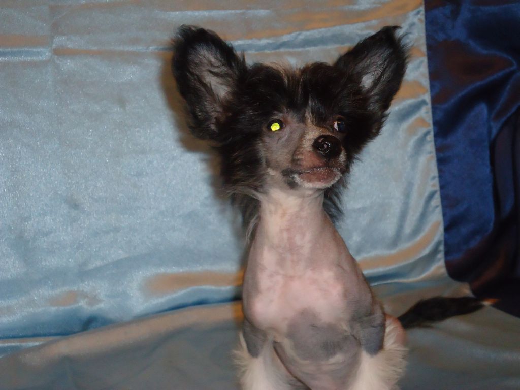 Epatazhnyy Malchik Piter Pen