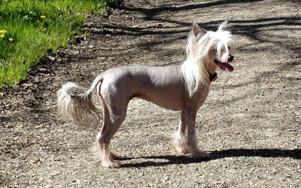 Original Stone Go To Be A Queen