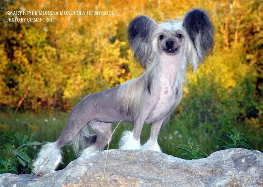 Smart Style  Morena Monopoly Of My Soul