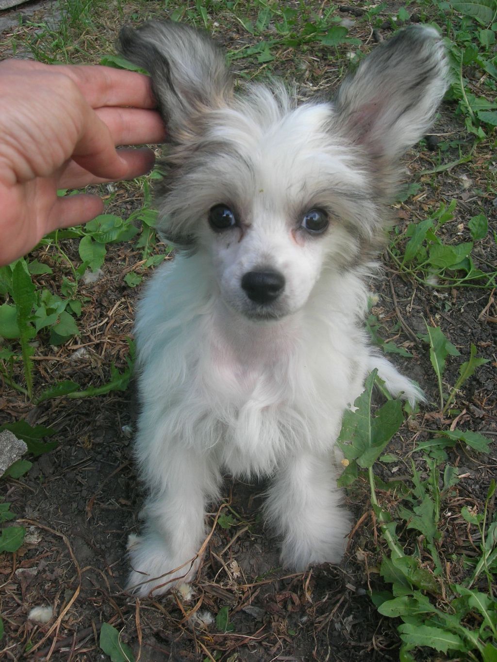 Rovanni Djekattolo Hilari Duff