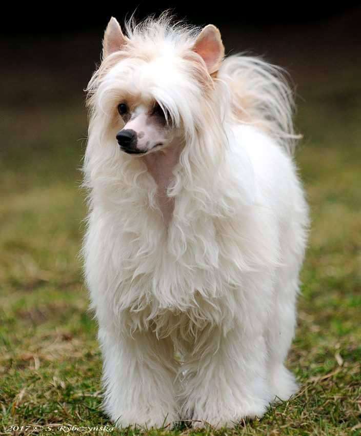 Siberian Love Winter Queen