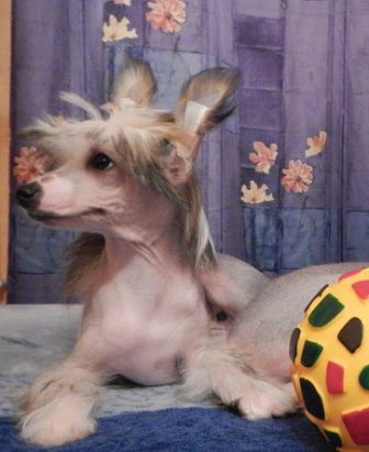 Sapfir iz Tsarskogo Sela Rikki