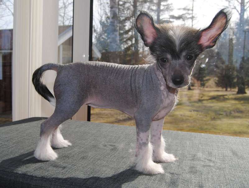 Krysolit Kiss Me Quick