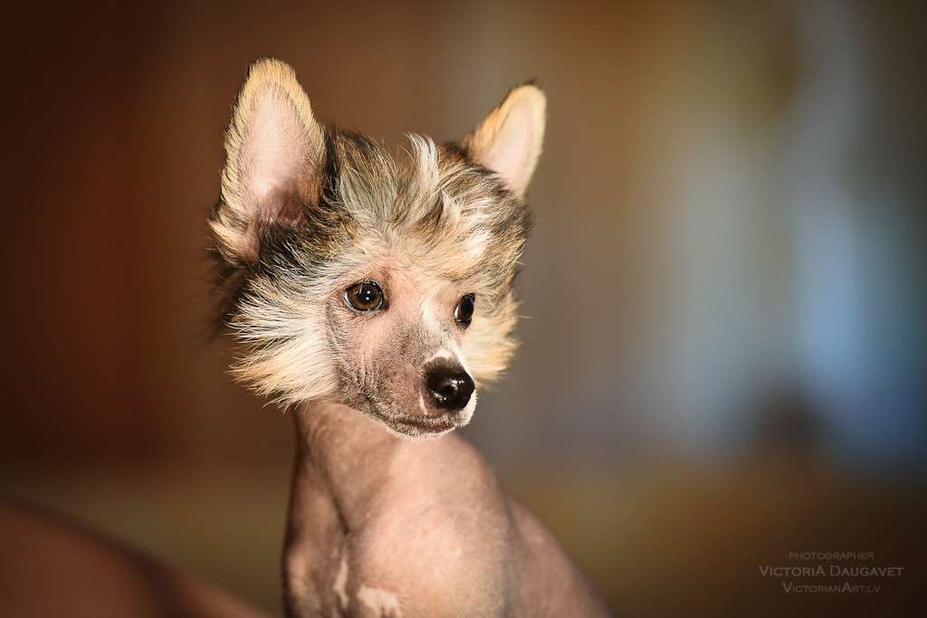 Marseille Exotic Baltic