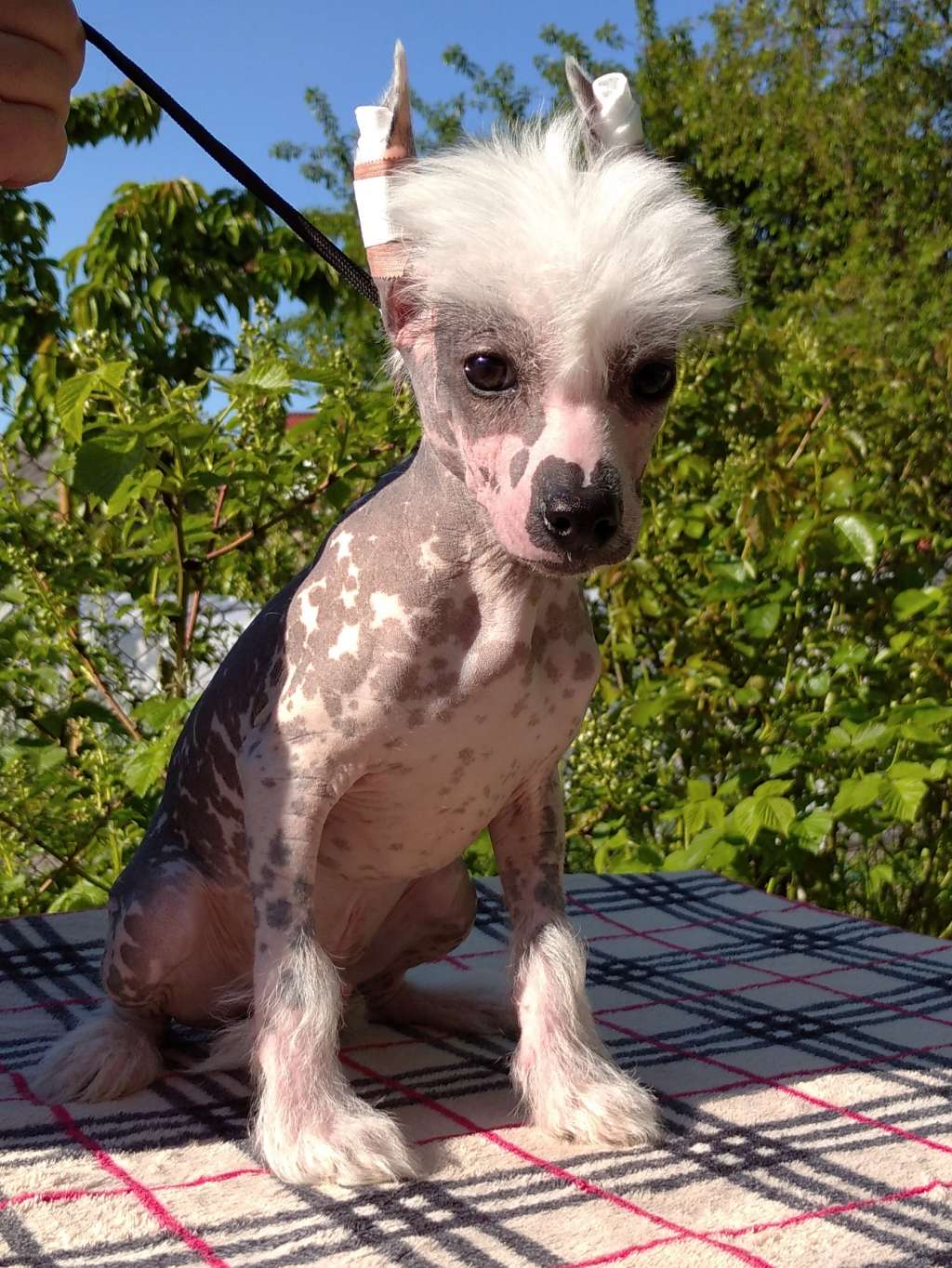 Lion's Heart Iz Serebryanogo Raya