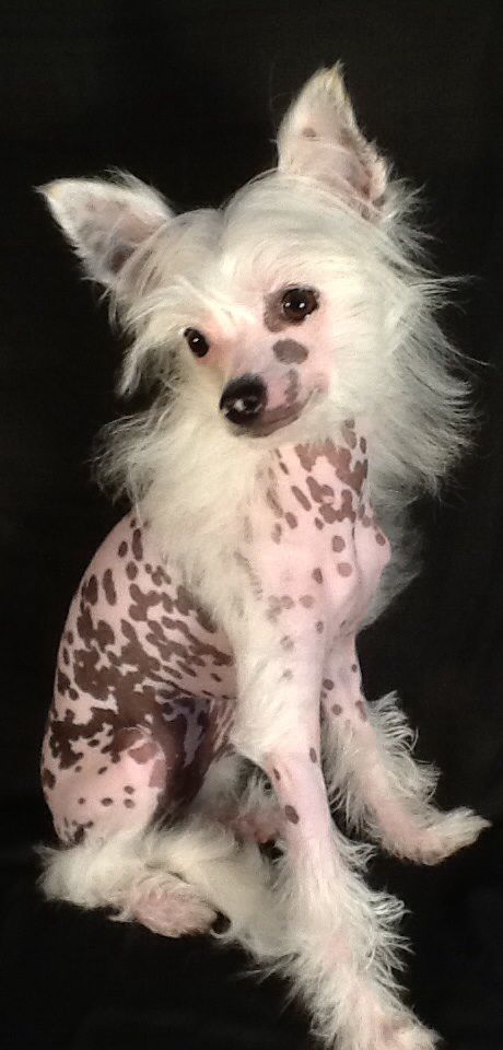 Breeze chantilly lace with spots