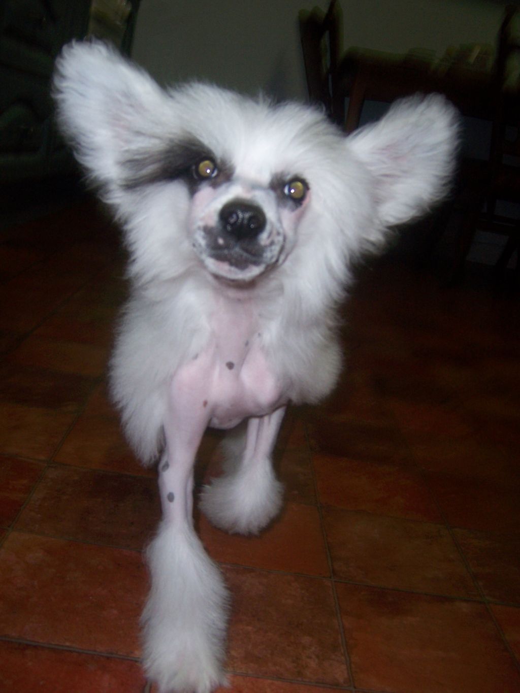 CandyCresteds Show stopping