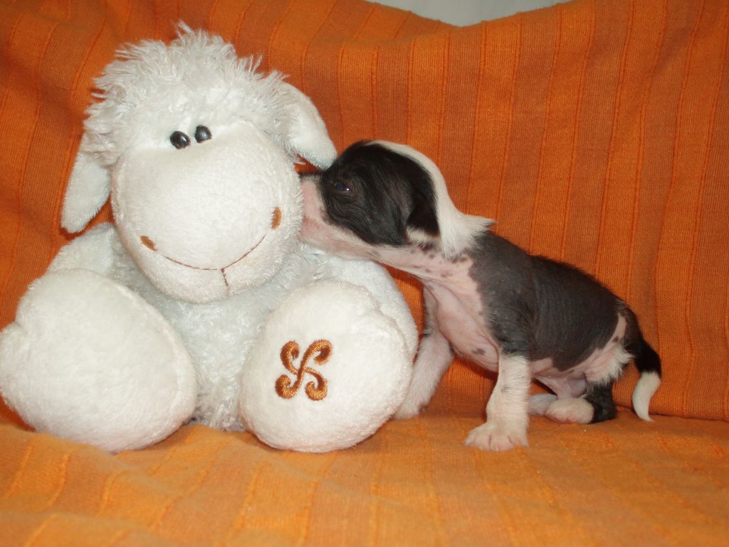 Cara Dura De Atxarrea