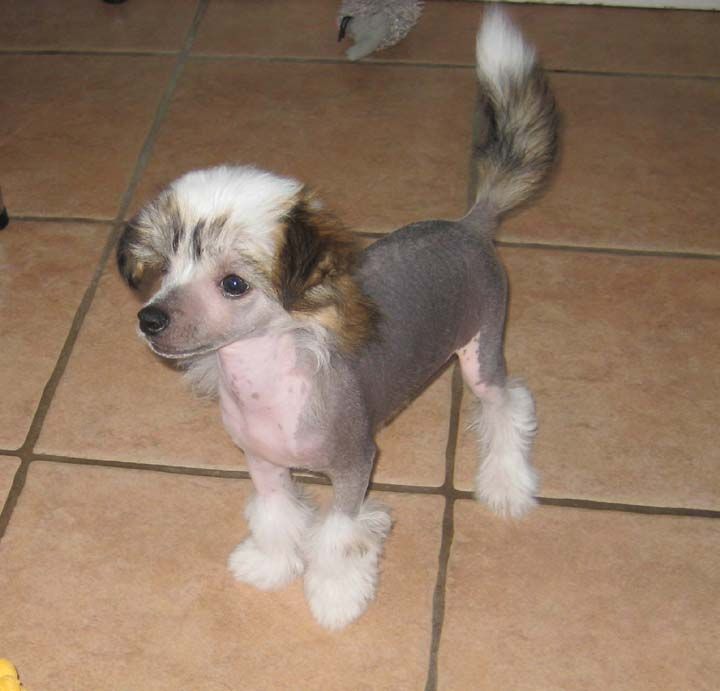 Jewels Playing Favorites