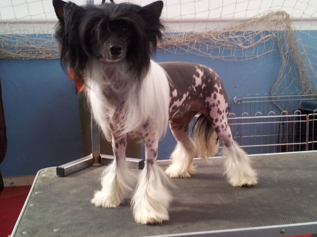 Funny Bunny De Bandedogge