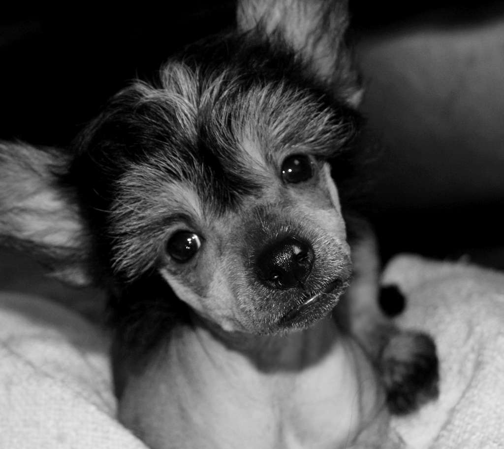 Fluffysteps Just The One