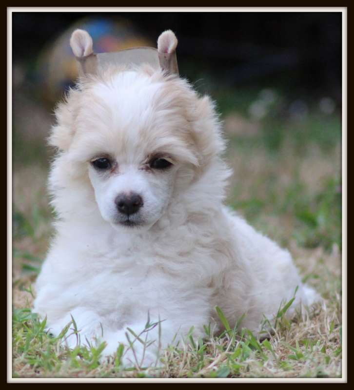 ohara scarlette du pavé de varennes