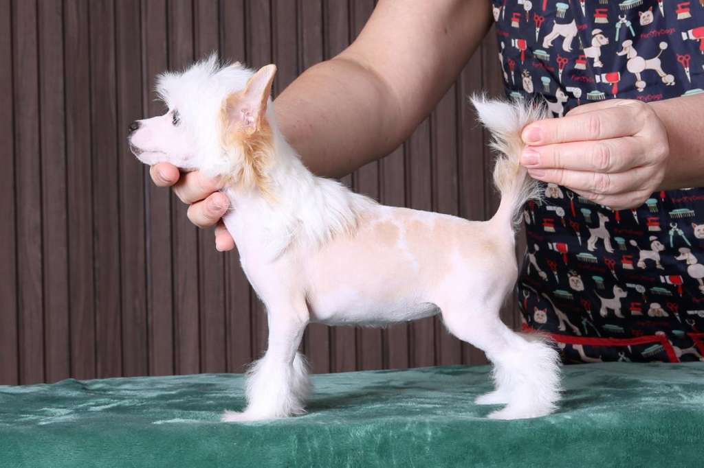 Incanto Del Mondo Nectarine