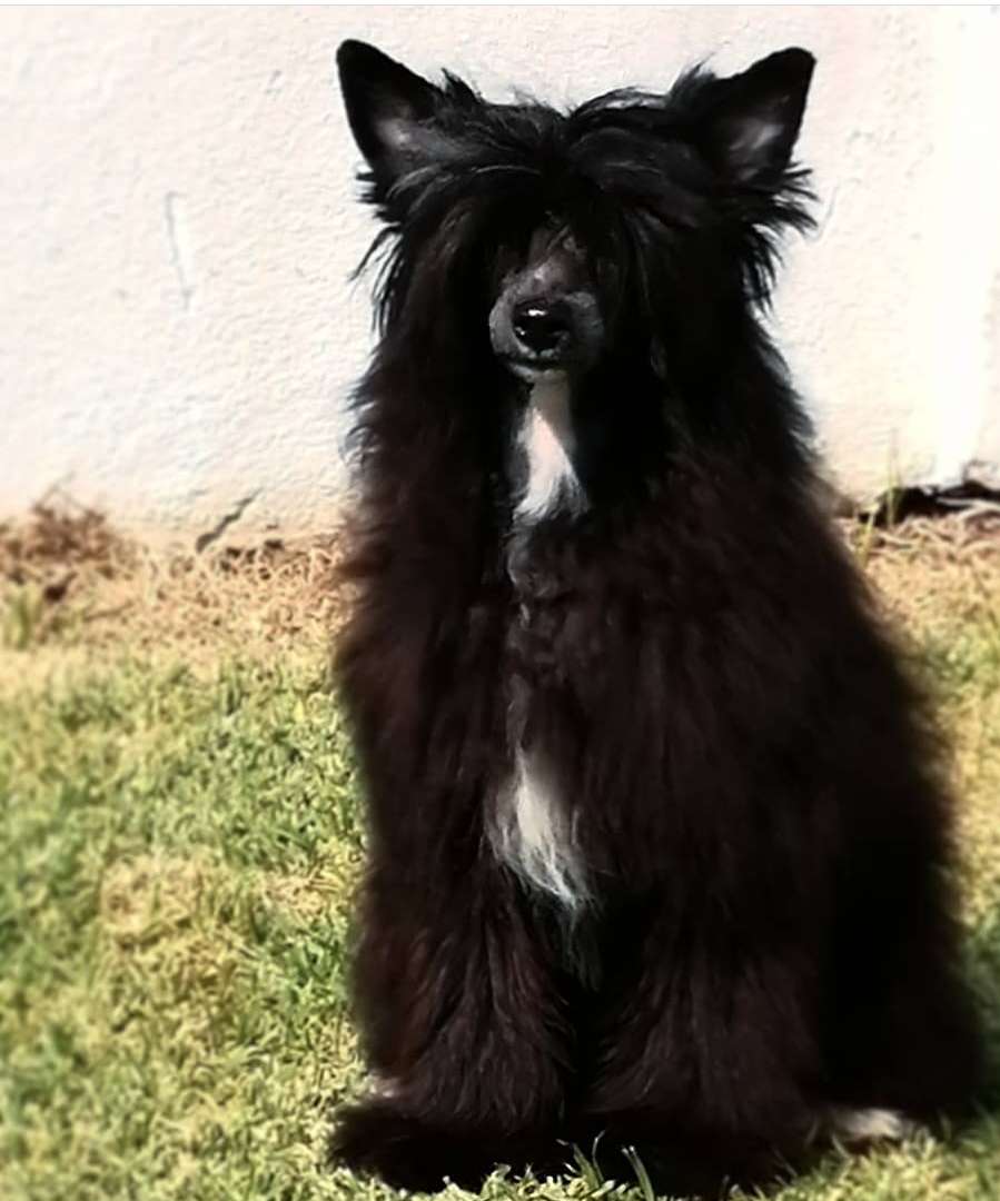 Darkmoon Lord Loveland Fantasy