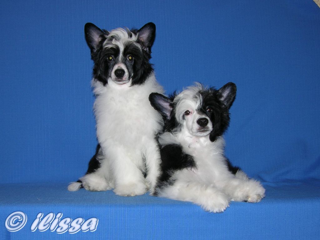 Graceful Orchid Have Much To Do