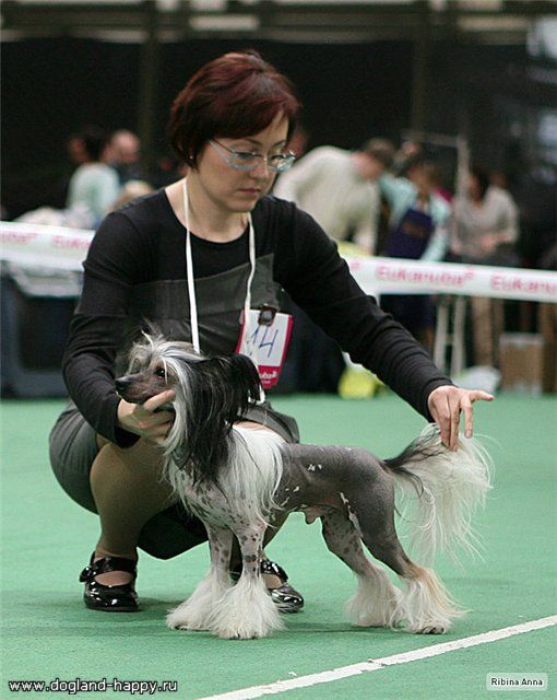 Dogland Happy Esmaer