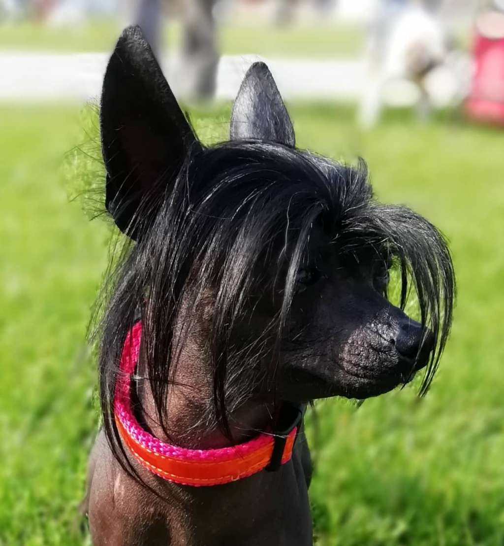 Bestsennoe Nasledie Martin