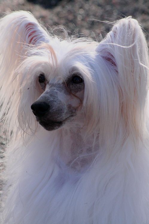 Nathalie  z  Gangu  Lysych