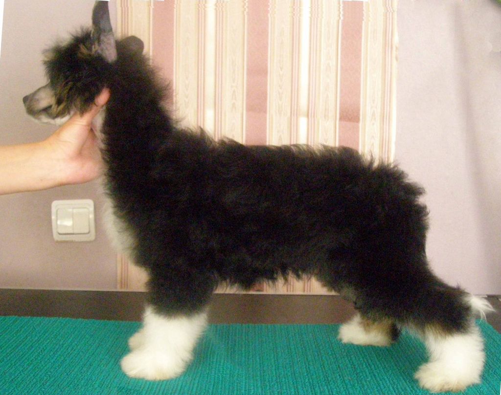 Gidaori Shanon Drake