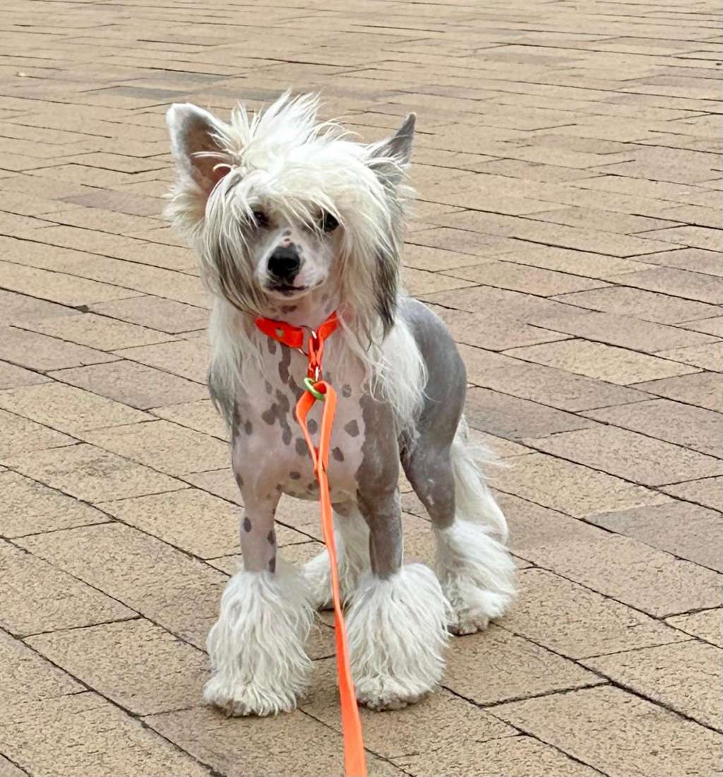 Touch On Von Shinbashi