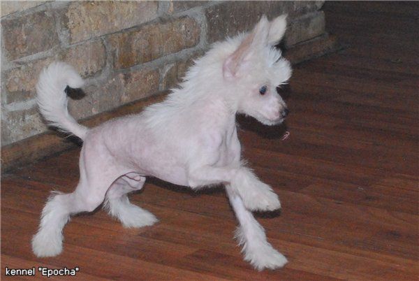 Nautilus Pompilius Epocha