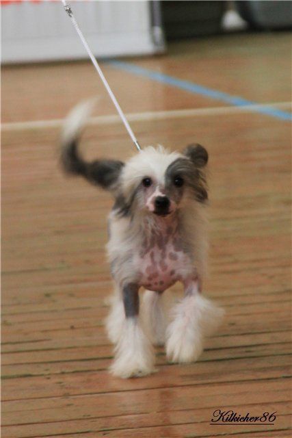 Worldshow Alpijskij Cvetok