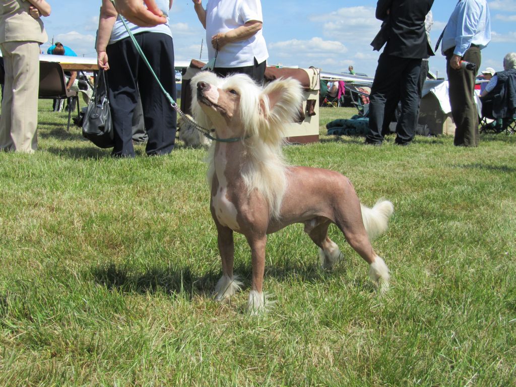 Kaikodol Big Boss Man