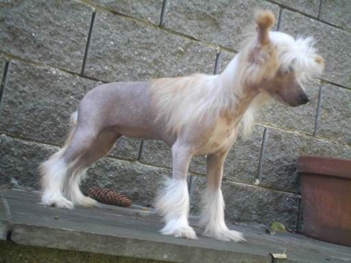 Ginger Al Fayanah Al Maarii Sapphire