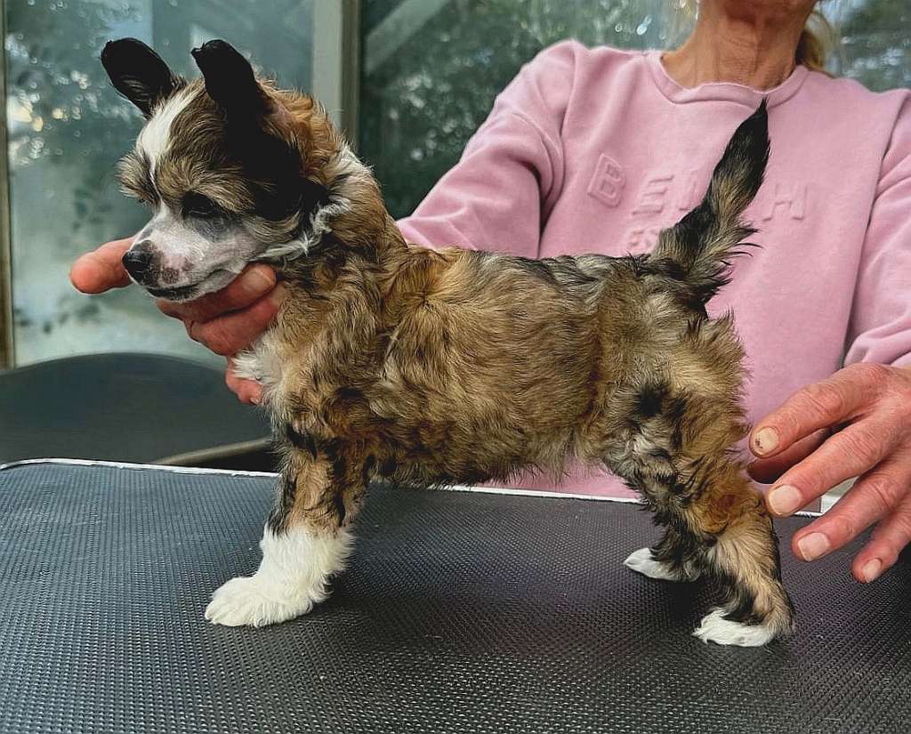 Be My Dog's Okily Dokily